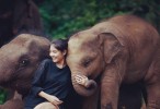 همه چیز درباره کمپ فیل ها در تور سامویی