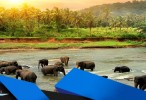 راهنمای ویزا سریلانکا و دیدنی های گردشگری سریلانکا